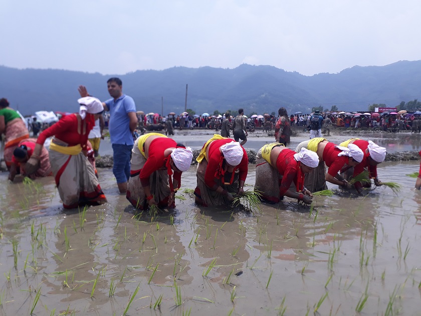 १९औँ राष्ट्रिय धान दिवस मनाइने